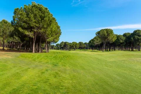 Panoramic view of beautiful golf course with pines on sunny day. Golf field with Stock Photos