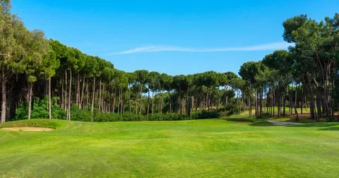 Panoramic view of beautiful golf course with pines on sunny day. Golf field with Stock Photos