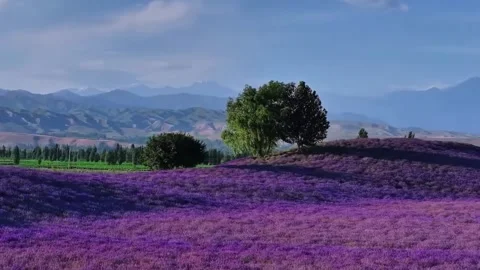 Panoramic View of Beautiful Lavender Fields and Majestic Mountains China Stock Footage 346573040