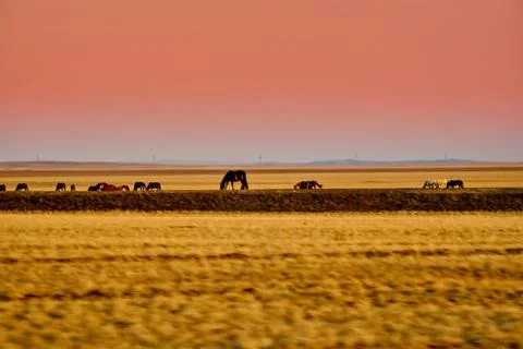 Panoramic view: beautiful spring landscape: spring huge great steppe wakes up Stock Photos