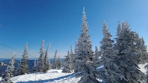 Panoramic view on the beautiful winter landscape with pine trees covered with Stock Footage 153251327