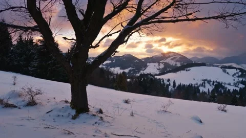 Panoramic view of beautiful winter nature under cherry tree silhouette in Stock Footage 236386491