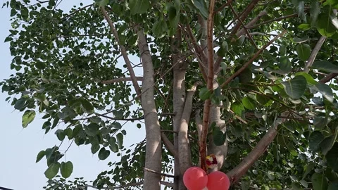 Panoramic view of a big lush green sacred fig or peepal tree outside the hous Stock Footage 295260799