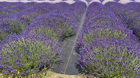Panoramic view of blooming lavender farm. Hidcote pink and Royal velvet lavender Stock Footage 249430367