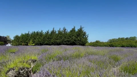 Panoramic view of blooming lavender farm. Hidcote pink and Royal velvet lavender Stock Footage 283971990