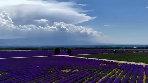 Panoramic View of Blooming Lavender Fields Under Dramatic Clouds Xinjiang China Stock Footage 338424354