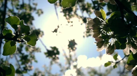 Panoramic view of blooming pear brunch and play of sun. Slow motion Vídeos de archivo 65116890
