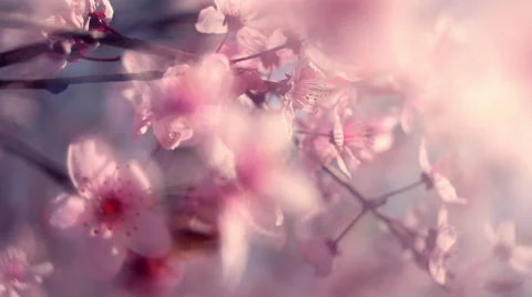 Panoramic view of blooming pink cherry branches with transparent and halo effect 動画素材 60083472