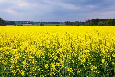 Panoramic View of Blooming Rapeseed Fields in European Farmland Foto stock