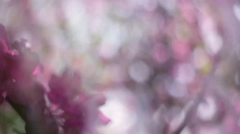 Panoramic view of blooming red apple tree with halo blur effect in a milk gauze. 库存影片 52897928