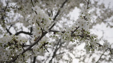 A panoramic view of blooming tree branches covered in delicate white flowers Stock Footage 305405258