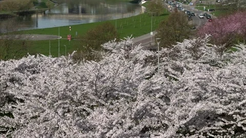 Panoramic view of blossoming sakuras in Chiune Sugihara Sakura Park in Vilnius Stock Footage 273148429