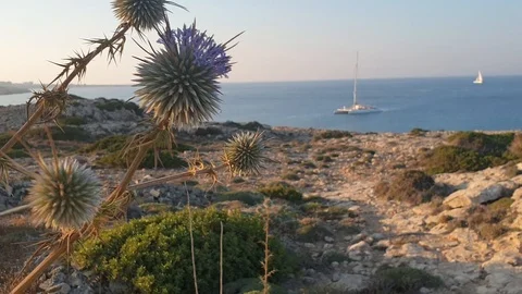 Panoramic view of the blue sea through a prickly wild plant, Cape Greco, cyprus Video stock 122127203