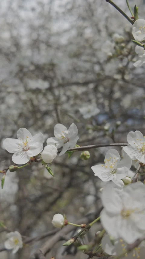 Panoramic view of branch of fruit tree covered with white flowerbuds and Stock Footage 312258453