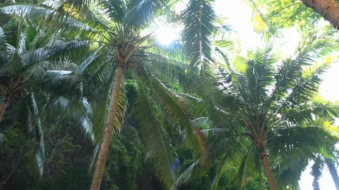 Panoramic view of branches and foliage of exotic palm trees, Stock Footage 94231442