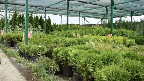 Panoramic view of bushes inside the greenhouse. Different plants growing under Stock Footage 124501056