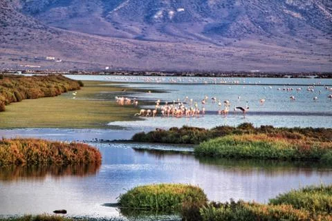 Panoramic view of Cabo de Gata wetlands with pink flamingos in the background Stock Photos