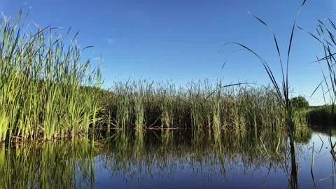A panoramic view of a calm lake covered with green reeds. Stock Footage 326201497