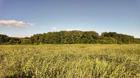 A panoramic view of a calm lake covered with tall reeds, with a forest visibl Stock Footage 328982144