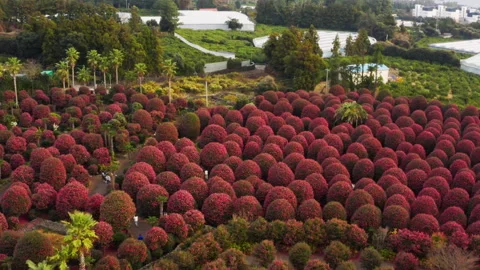 A panoramic view of the camellia tree park in full bloom. Jeju Island. Stock Footage 167316124