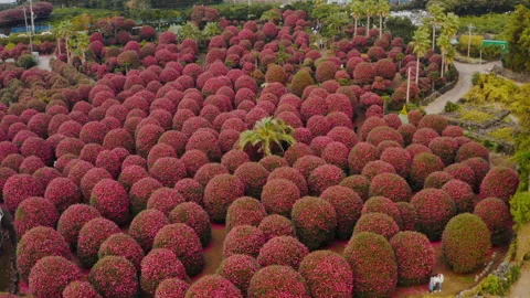 A panoramic view of the camellia tree park in full bloom. Jeju Island. Stock Footage 167316339