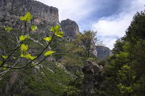 Panoramic view of canyon. Vikos Gorge is a gorge in the Pindus Mountains of n Stock Photos