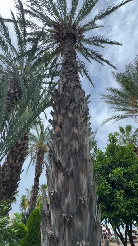 A panoramic view captures the tops of several palm trees, their fronds swayin Video stock 282800191