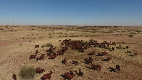 Panoramic View of Cattle in a Field Stock Footage 243568927