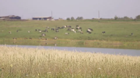 Panoramic view of cattle grazing on pond side Stock Footage 67168244