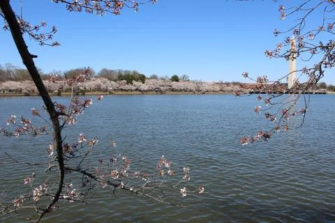 Panoramic View Cherry Blossom Trees Water Washington DC Fotos Stock