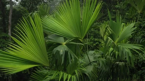 Panoramic view that circles around a bunch of palm leaves of the Toquilla palm Stock Footage 142757189