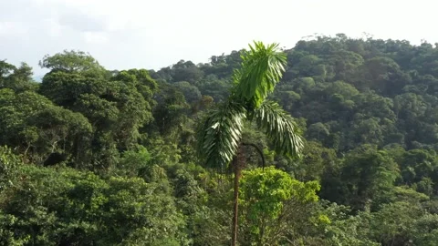 Panoramic view that circles around a lonely palm tree that stand alone while the Stock Footage 142757151