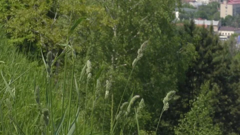 Panoramic view of the city in spring (summer) from the hill Stock Footage 124421590