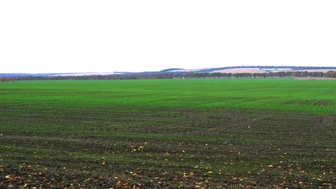 Panoramic view of clean plowed field with winter wheat in autumn, cloudy weather Stock Footage 106408786