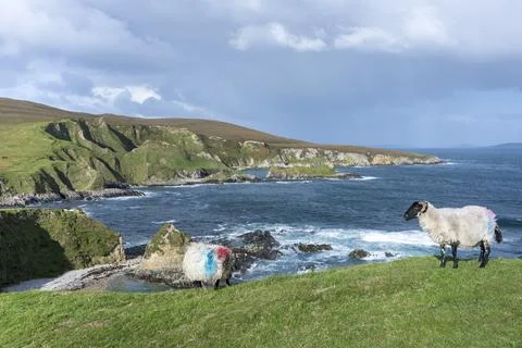 A panoramic view of the Cleggans Cliffs in Ireland with sheeps. Stock Photos
