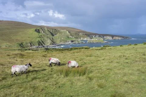 A panoramic view of the Cleggans Cliffs in Ireland. Stock Photos
