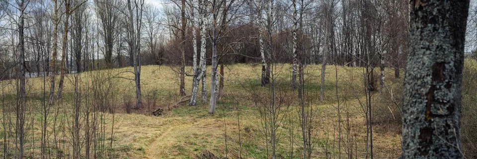 Panoramic view of the coastal spring sparse forest. path in dry grass between Stock Photos