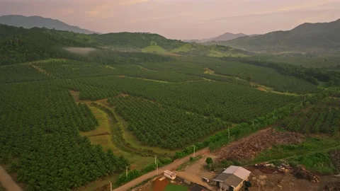 Panoramic View Of Coco Farm Near Villa Altagracia In The Dominican Stockbeeldmateriaal 208307497