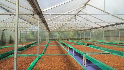 Panoramic View of Coffee Beans Drying on Raised Beds Inside Greenhouse 스톡 동영상 344013406
