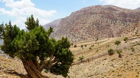 Panoramic View Of Colorful Valley In Morocco The High Atlas Mountain Stock Photos