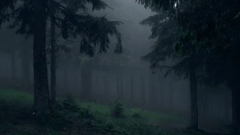 Panoramic view of coniferous trees in a misty forest Video stock 81174797