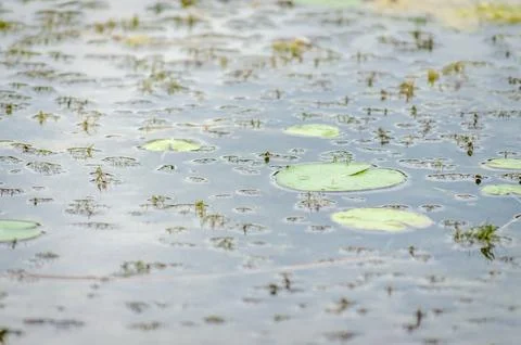 A panoramic view of the constructed artificial lake. Stock Photos