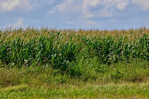 Panoramic view of corn field plantation growing up Stock Photos