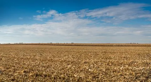 Panoramic view of corn field, stubble after corn harvest with beautiful sky Stock Photos