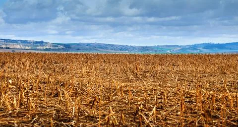 Panoramic view of corn field with yellow stubble after harvest rural landscap Stock Photos