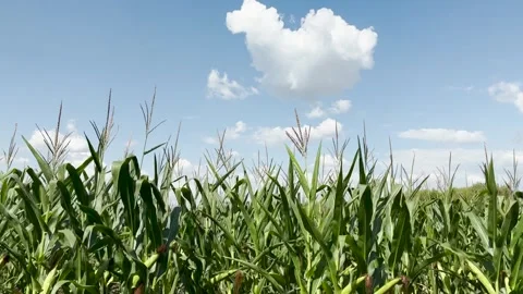 Panoramic view of a cornfield, Sky-high corn plants absorbing the sun, Fresh Stock Footage 313906441