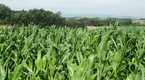 Panoramic view of countryside in summer,pan right,tracking shot. Vídeos de archivo 40023519