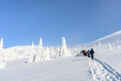 A panoramic view of the covered with snow trees in the snowdrifts. Magical .. Foto stock