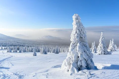 A panoramic view of the covered with snow trees in the snowdrifts. Magical .. Stock Photos