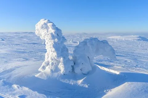 A panoramic view of the covered with snow trees in the snowdrifts. Magical .. Foto stock